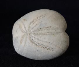 Heteraster oblongus (BRONGNIART 1821) - Bild © FossNet FossilienStore